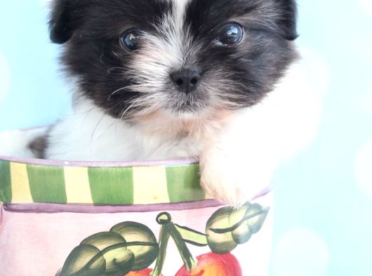 Shih Tzu Yavrulari Çi̇ftli̇kten görsel