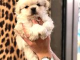 IRK VE SAĞLIK GARANTİLİ IMPERIAL PEKINES YAVRULAR