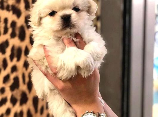 Irk Ve Sağlik Garanti̇li̇ Imperial Pekines Yavrular