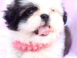 Shih Tzu Yavrulari Çi̇ftli̇kten