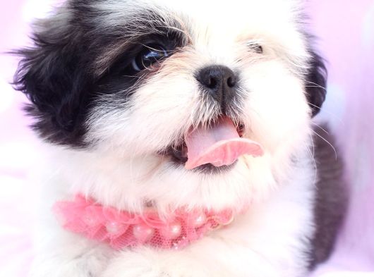 Shih Tzu Yavrulari Çi̇ftli̇kten görsel