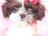 Shih Tzu Yavrulari Çi̇ftli̇kten