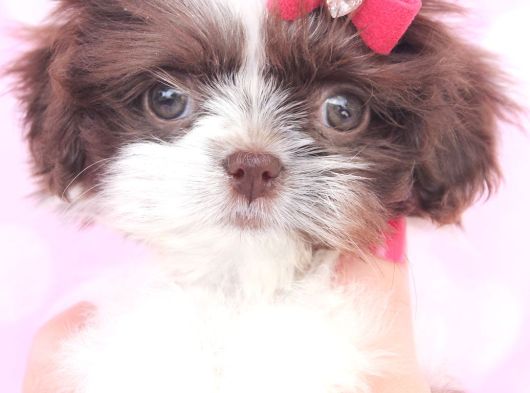 Shih Tzu Yavrulari Çi̇ftli̇kten görsel