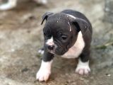 Exotic Bully Yavrular