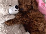 Safkan Poodle Yavruma Mecburiyetten Yeni Evini Arıyorum