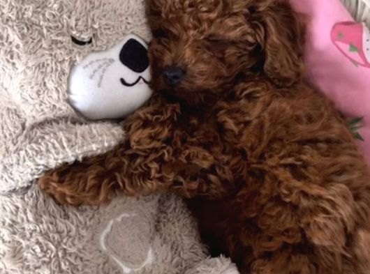 Safkan Poodle Yavruma Mecburiyetten Yeni Evini Arıyorum görsel