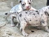 Exotic Bully Yavrular