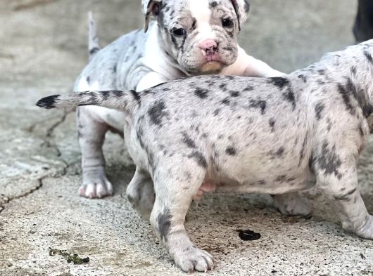 Exotic Bully Yavrular görsel