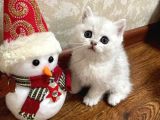 Biblo Silver British Shorthair Ns1133