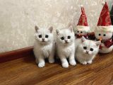 Biblo Silver British Shorthair Ns1133