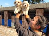 Tatlı Ve Farklı Renkler De Maltıpo Ler
