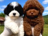 Kore Toy Poodl Yavrularımız Ruhsatlı Çiftliği Mızden