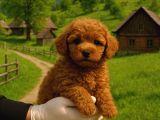 Kore toy Poodl yavrularımız ruhsatlı çiftliği mızden