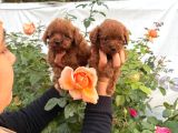 Toy Poodl yavurlamiz