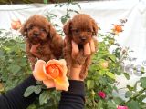 Toy Poodl Yavurlamiz