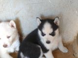 Mavi̇ Gözlü Sibirya Mama Ve Malzeme Kampanyali