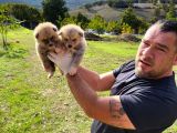 Dişi Erkek Akita Inu Yavrularımız Watsapptan Video Isteyin