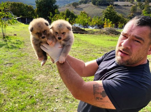 Dişi Erkek Akita Inu Yavrularımız Watsapptan Video Isteyin görsel