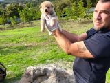 Dişi Erkek Akita Inu Yavrularımız Watsapptan Video Isteyin
