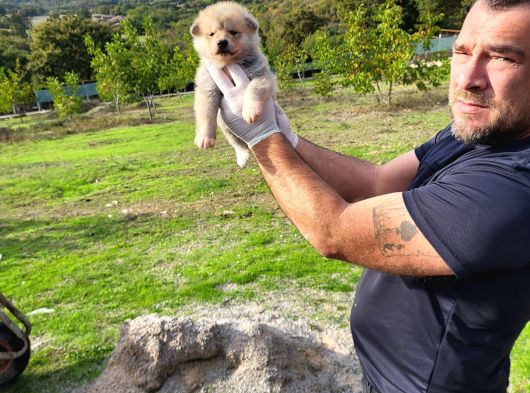 Dişi Erkek Akita Inu Yavrularımız Watsapptan Video Isteyin görsel