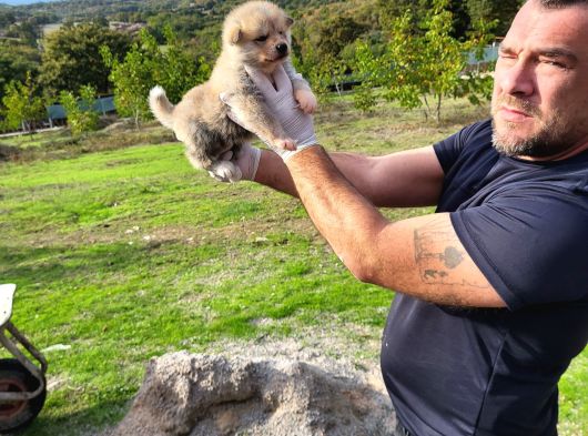 Dişi Erkek Akita Inu Yavrularımız Watsapptan Video Isteyin görsel