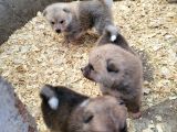 Dişi Erkek Akita Inu Yavrularımız Watsapptan Video Isteyin