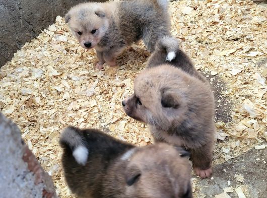 Dişi Erkek Akita Inu Yavrularımız Watsapptan Video Isteyin görsel