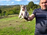Dişi Erkek Husly Yavrularımız Watsapptan Video Isteyin