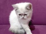 Yavru British Shorthair Kediler