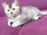 Yavru British shorthair kediler