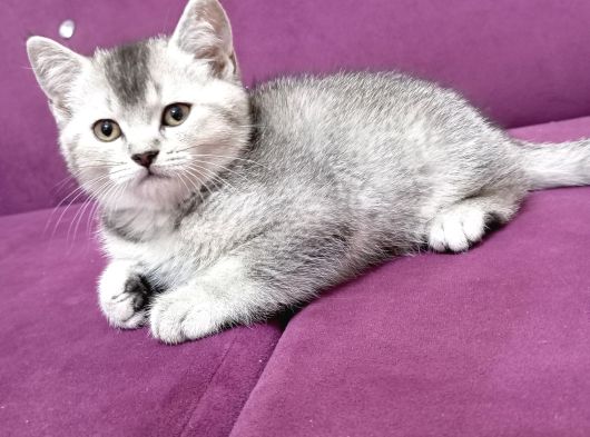 Yavru British Shorthair Kediler