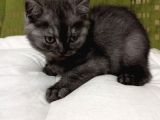 Yavru British Shorthair Kediler