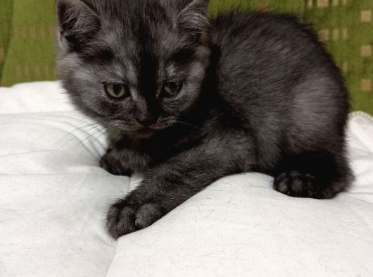 Yavru British Shorthair Kediler görsel