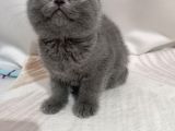 Yavru British Shorthair Kediler