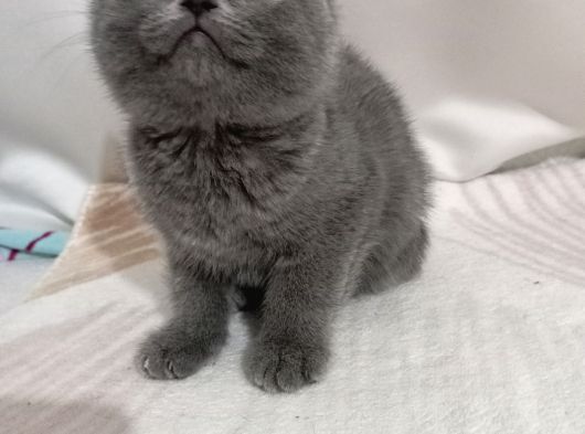 Yavru British Shorthair Kediler görsel