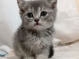Yavru British Shorthair Kediler