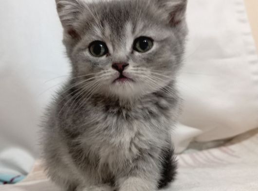 Yavru British Shorthair Kediler görsel
