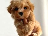 Biblo gibi garantili mini maltipoo bebekler