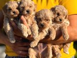 Teacup Kore Malti̇poo Bebekleri̇mi̇z