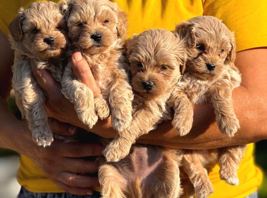 Teacup Kore Malti̇poo Bebekleri̇mi̇z görsel