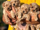 TEACUP KORE MALTİPOO BEBEKLERİMİZ
