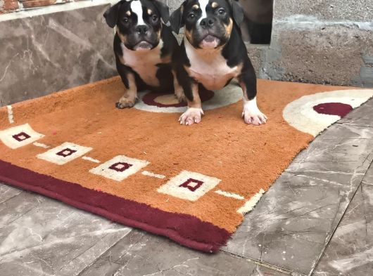 Exotic Bully Yavrular görsel