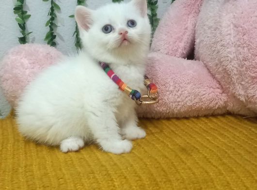 Muhteşem Pamuklarim Tesli̇me Hazir
