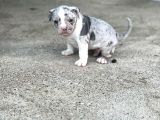 Exotic bully yavrular
