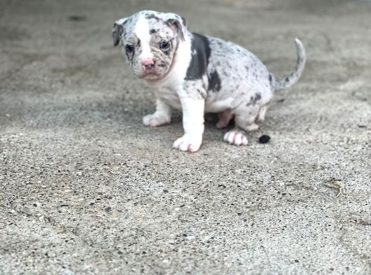 Exotic Bully Yavrular