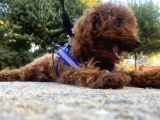 Safkan Poodle Yavruma Mecburiyetten Yeni Evini Arıyorum