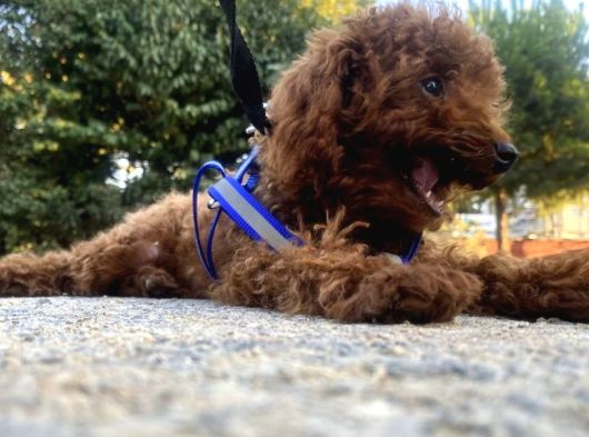 Safkan Poodle Yavruma Mecburiyetten Yeni Evini Arıyorum görsel
