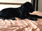 Cane Corso Siyah Erkek Yavru Sahiplendirilecek