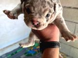 Exotic Bully Yavrular