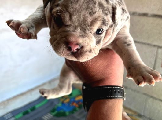 Exotic Bully Yavrular görsel